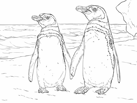 Humboldt Penguin Pair Coloring Page